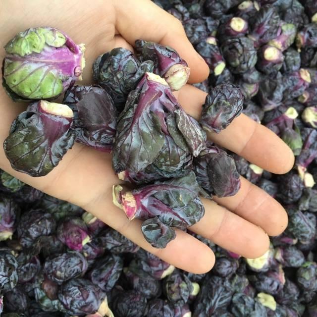 Tiny Cabbage Seed Set - (Tiny Purple + Green - 1 Stimulant Pack - 3 Seed-Growing Tablets)