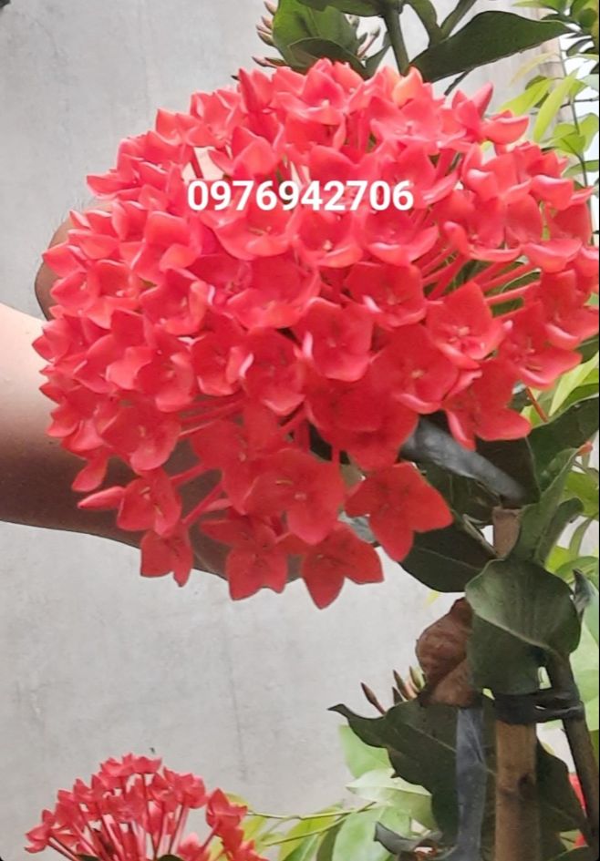 cây hoa mẫu đơn bông trang phụng hoàng lửa (giao cây cỡ như hình cuối)