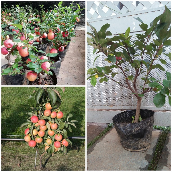 CÂY GIỐNG TÁO ĐỎ LÙN BONSAI