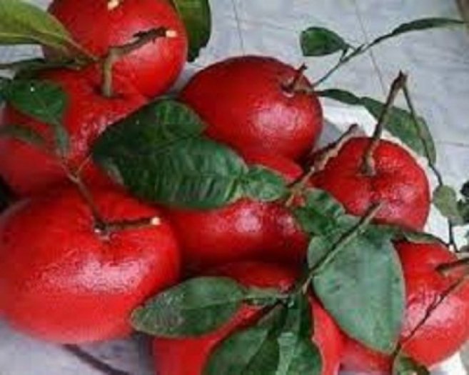 Cây giống BƯỞI ĐỎ LUẬN VĂN