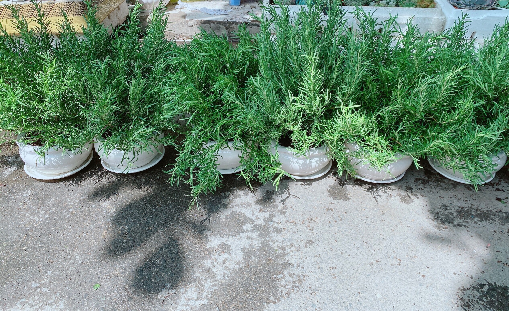 Chậu Hương Thảo Size Đại (Cao 50cm,ngang 40cm)
