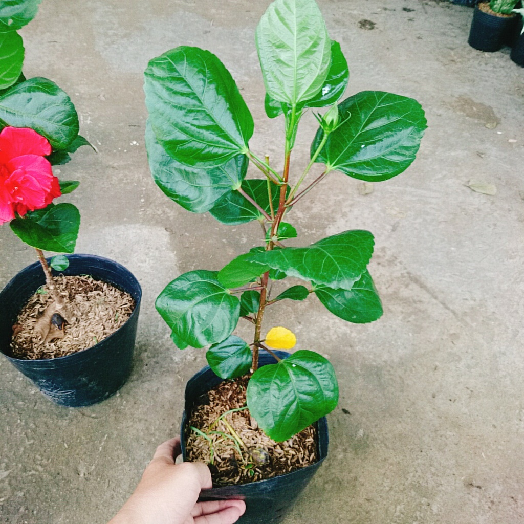 Hoa Dâm Bụt Thái - (cánh kép, giống mới)