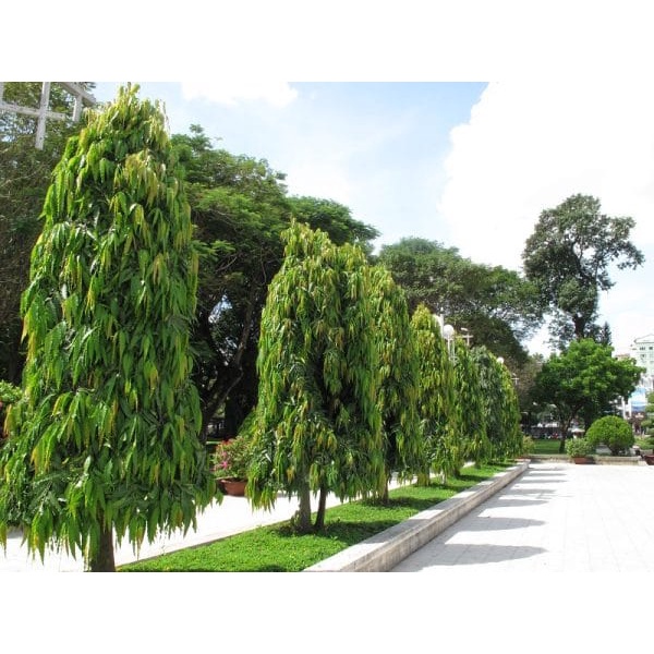 cây giống Hoàng Nam (liễu Ấn Độ) (giao siêu nhanh cam kết chất lượng)