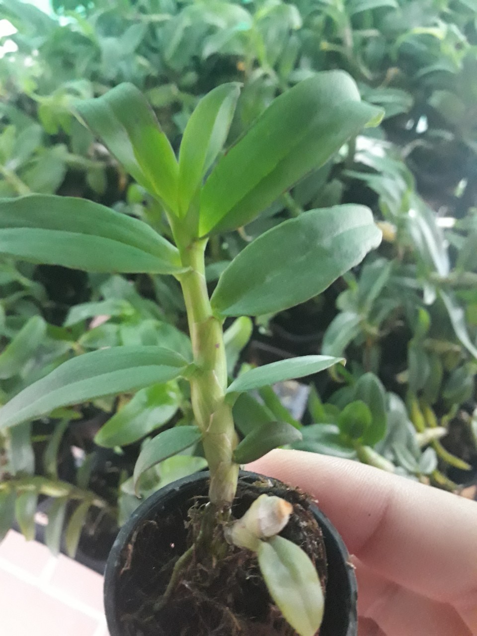 Phi điệp hồng tuyền giống