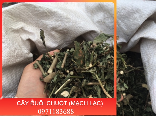 1KG CÂY ĐUÔI CHUỘT HOÀ BÌNH (KHÔ, XANH, SẠCH)