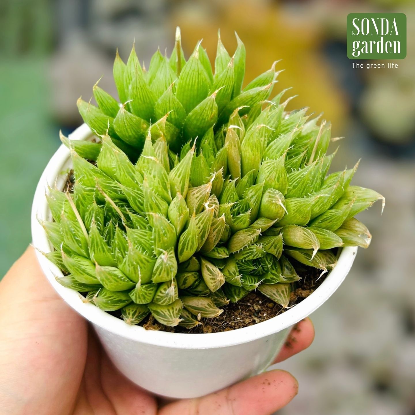 SEN ĐÁ DẠ QUANG SIZE TRUNG BÌNH LỖI 1 ĐỔI 1