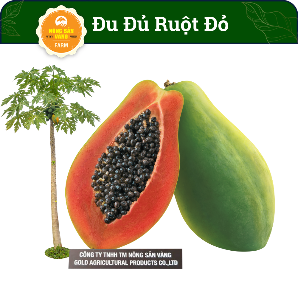 Seeds autumn đủ red conductor meat thick red orange, very sweet and fragrant -shallow gold
