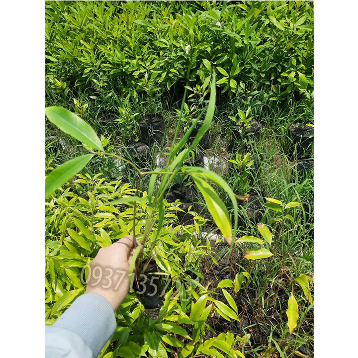 [HCM]combo 5 cây  gió bầu (cây giống)