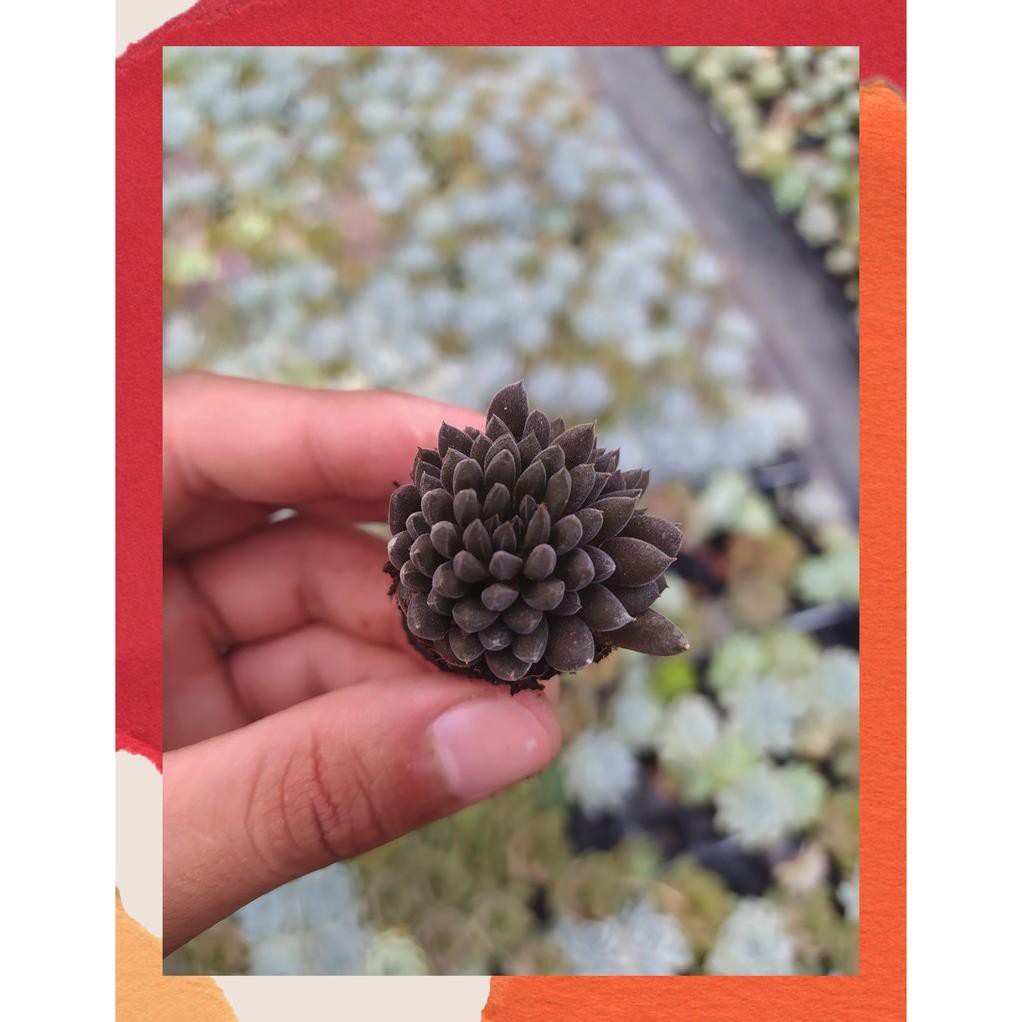SEN ĐÁ NHÍM ĐEN SIZE MINI SIÊU CUTE