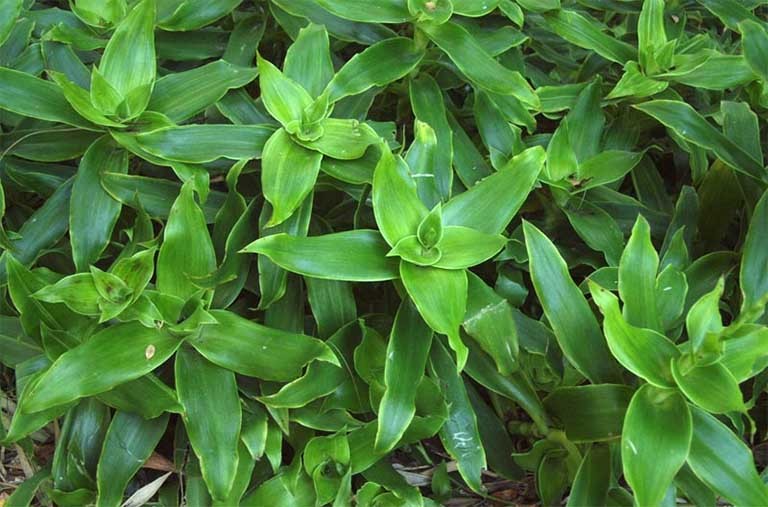 (CÂY GIỐNG) Cây lược vàng