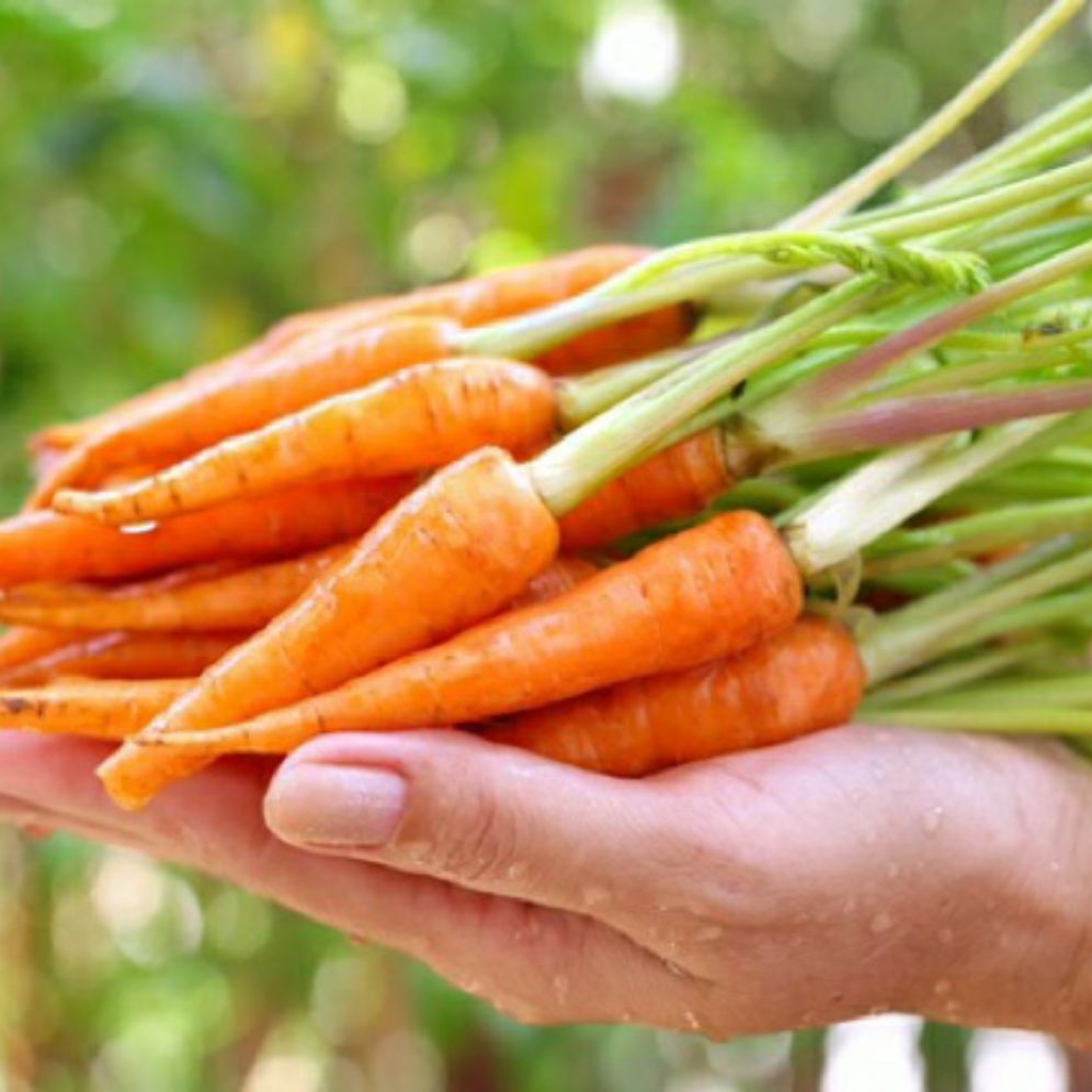 hạt giống cà rốt baby hàng F1 - gói 1gr