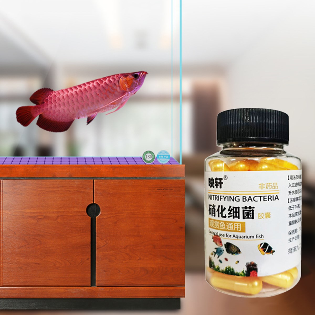 Vi Khuẩn Nitrat Hóa Cho Bể Cá Cảnh , Bể Thủy Sinh