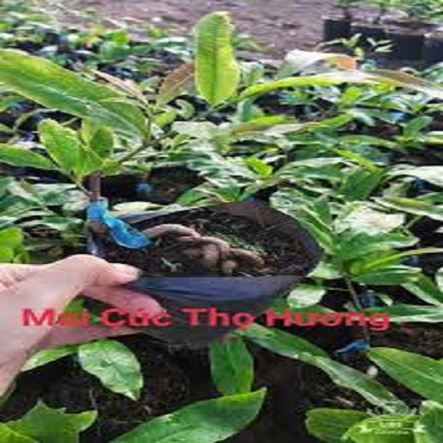 CÂY GIỐNG MAI VÀNG CÚC THỌ HƯƠNG