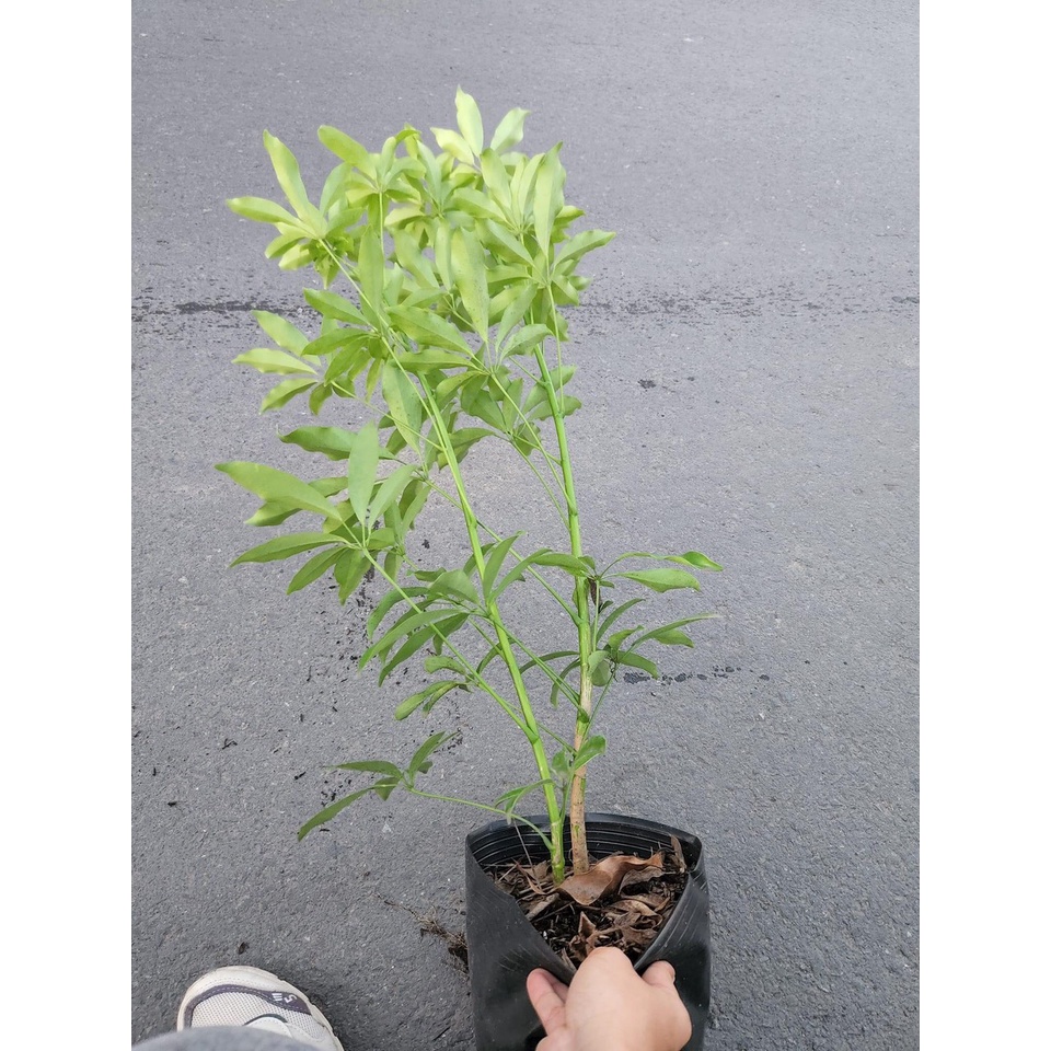 Cây ngũ gia bì xanh - Scheffera Octophylla
