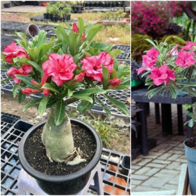 Sứ thái giống mới loại siêu hoa