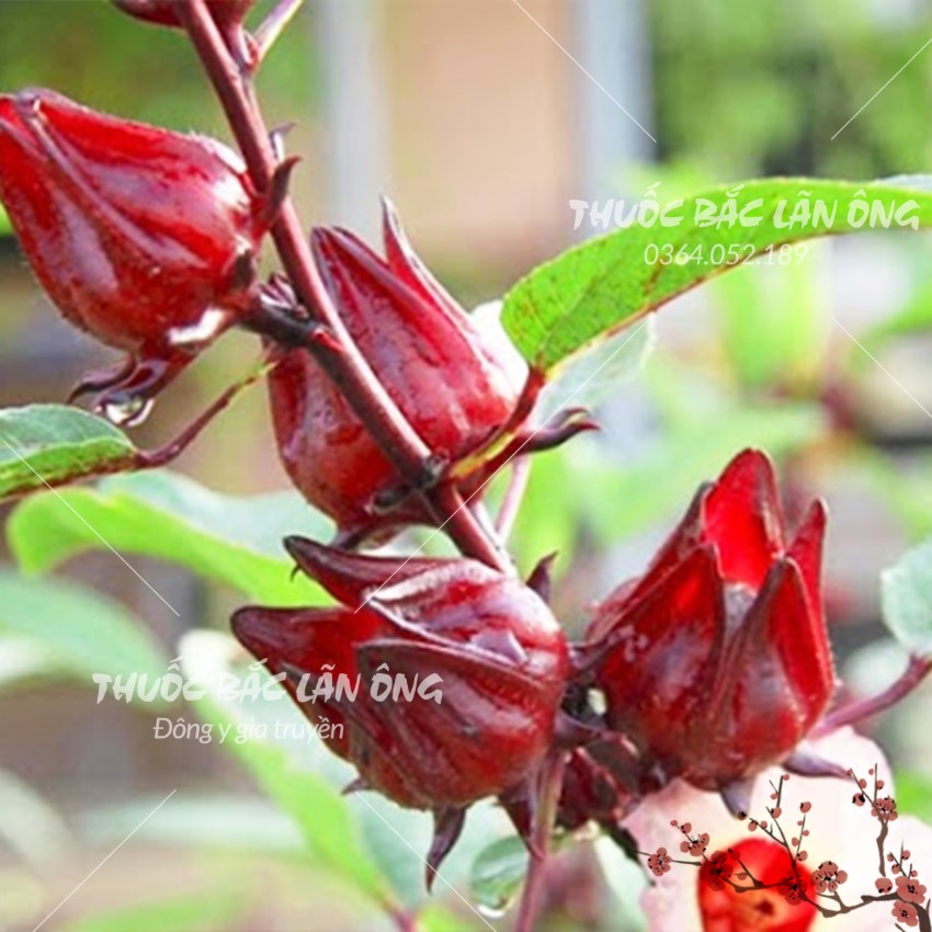 Hoa atiso đỏ nguyên bông 100g, hoa bụp giấm, hibicus, pha trà, nấu siro, thanh nhiệt, giải khát
