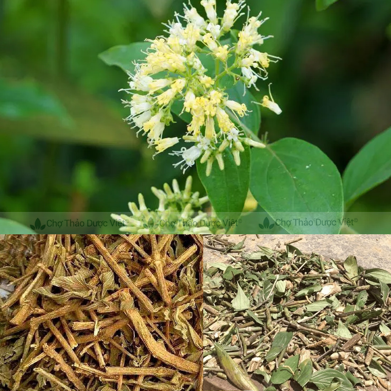 100gr Dạ Cẩm | Xanh, Thơm, Sạch