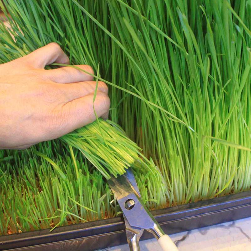 Hạt Giống Mầm Lúa Mạch ( Lúa Mì ) CT234 - Gói 100 gram