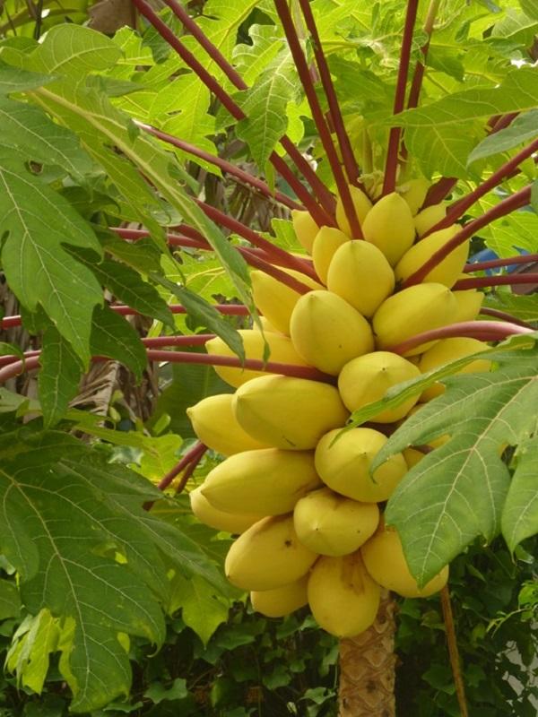 Hạt giống đu đủ vỏ vàng