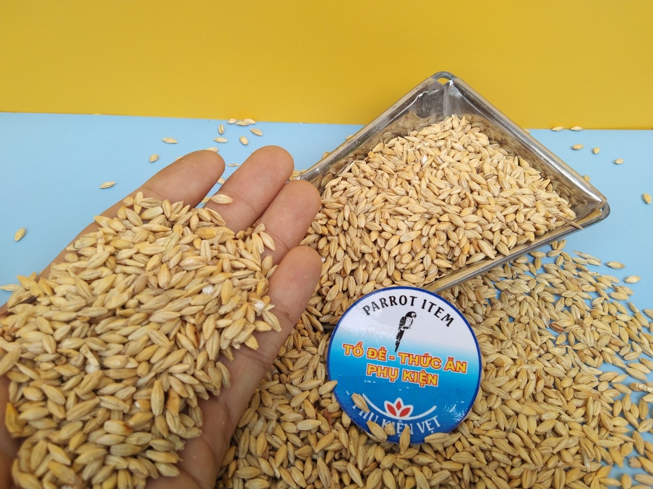 Hạt đại mạch cho chim,vẹt