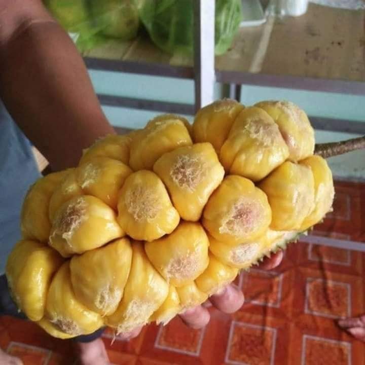 Cây giống mít tố nữ
