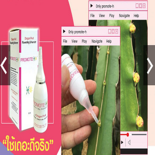 Kích hoa thanh long không cần chong đèn