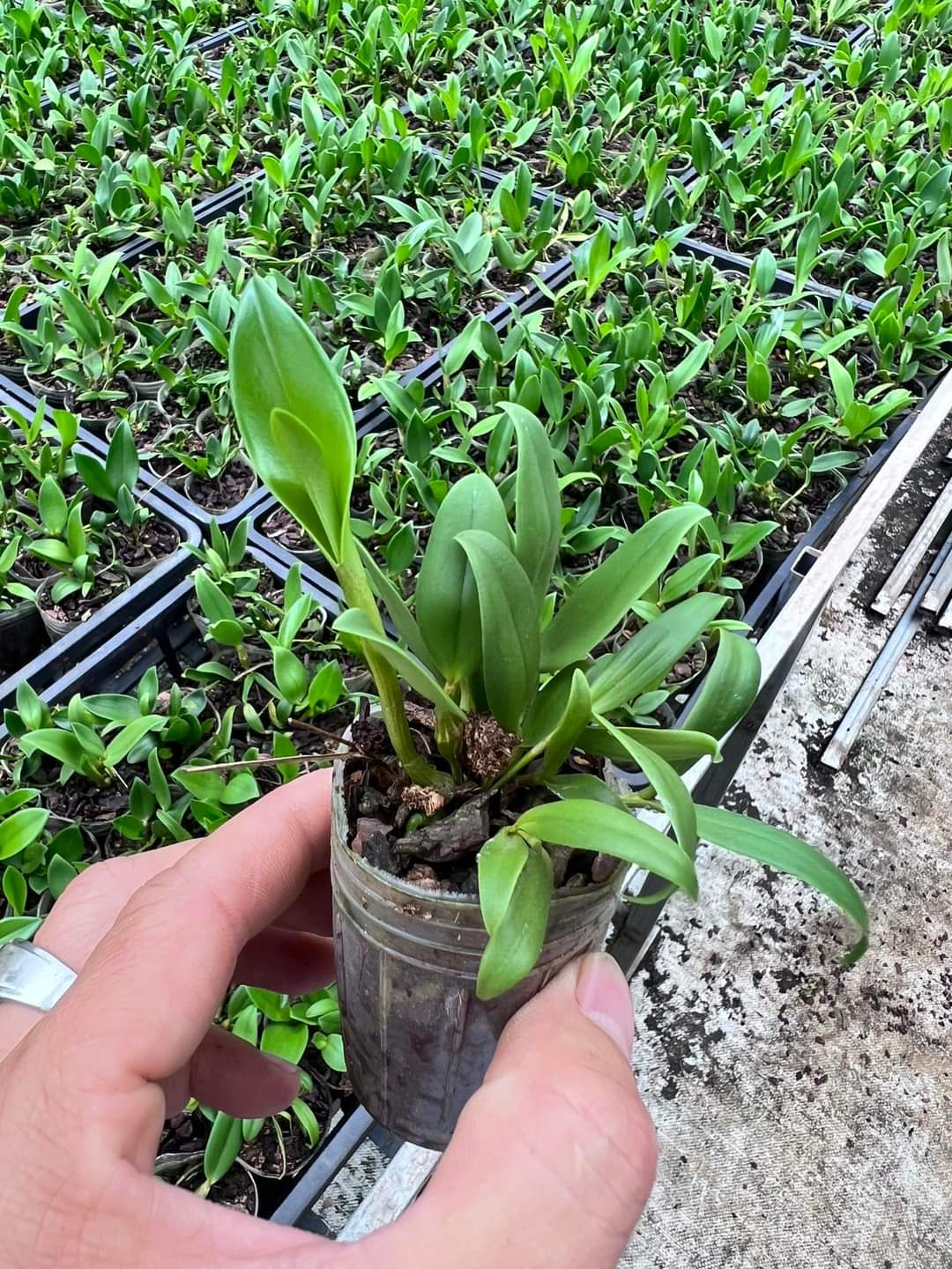 Hoa lan Kiều  trắng ( hoa lan thủy tiên trắng) hoa thơm, cây giống nhỏ