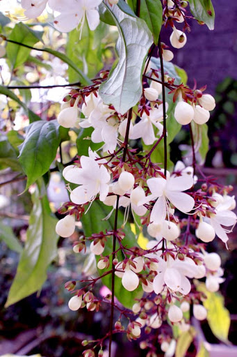 CÂY DẠ NGỌC MINH CHÂU - CÂY LỚN - HOA NỞ CHÙM ĐẸP - MANG Ý NGHĨA TÀI LỘC CÔNG DANH