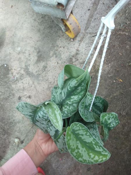 Cây trầu bà pháp - Cây cảnh trong nhà