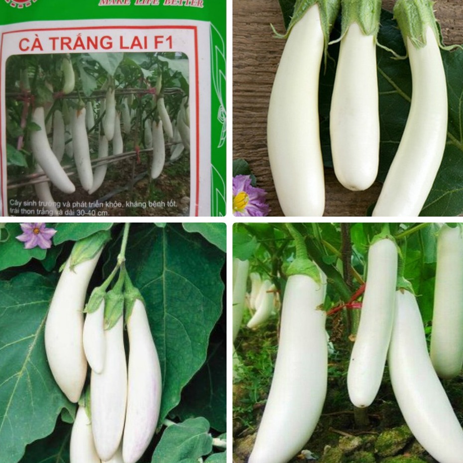 Hạt giống cà trắng lai trái dài 0,5gr/gói