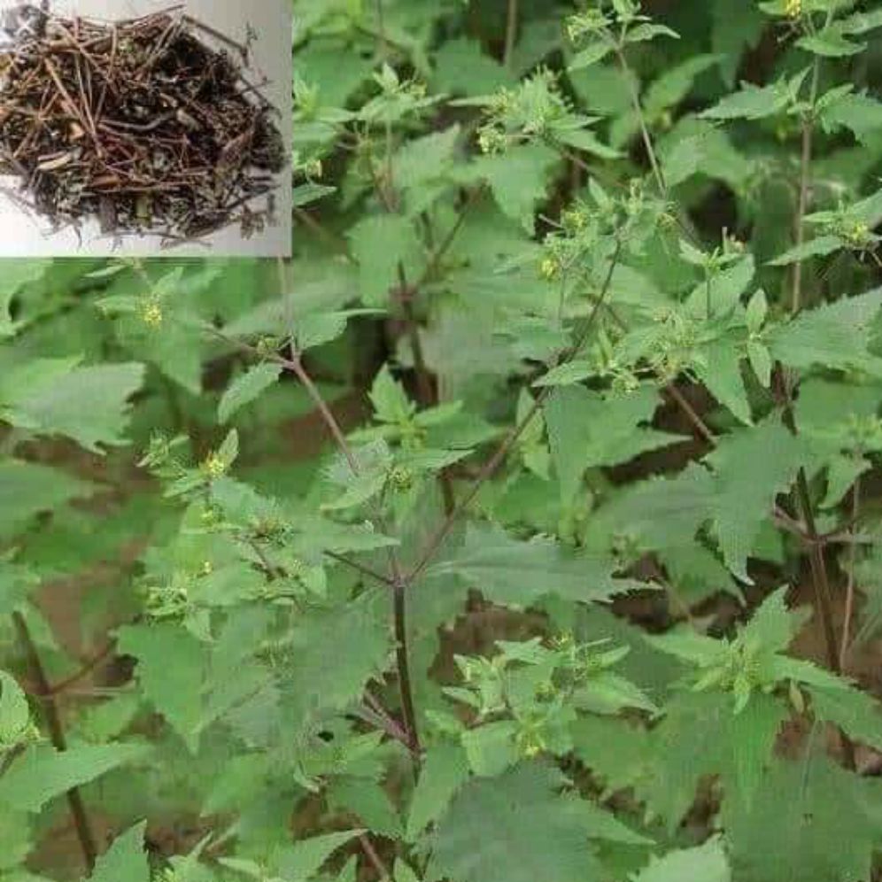 Cây hy thiêm thảo ( cỏ đị 1kg)