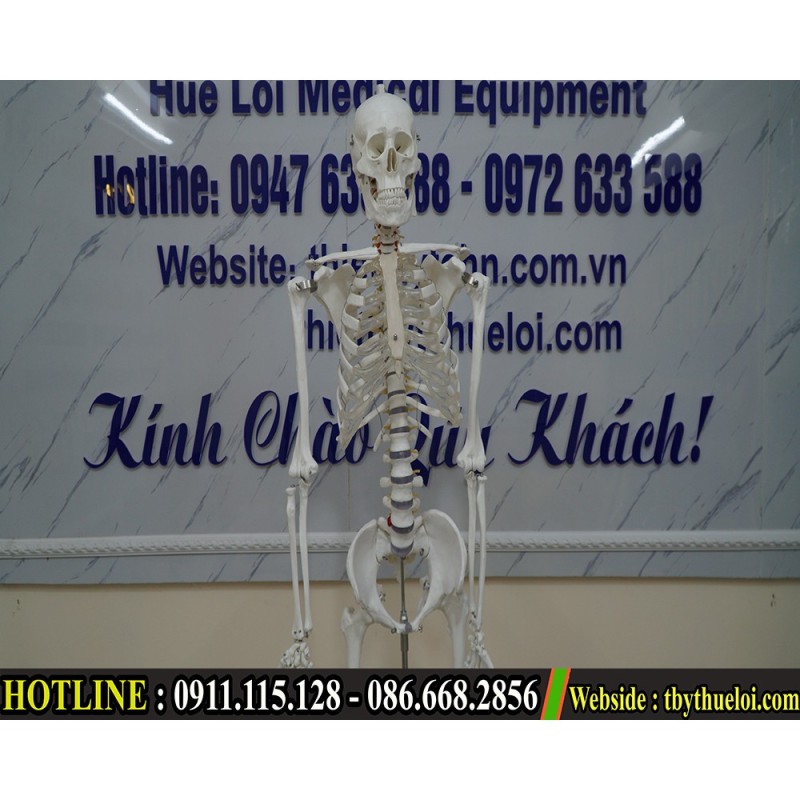 Bộ mô hình giải phẫu xương người toàn bộ 170cm nhập khẩu
