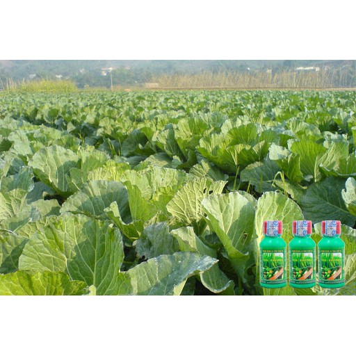 Phân bón lá A2 cho cây lúa rau màu chai 100ml