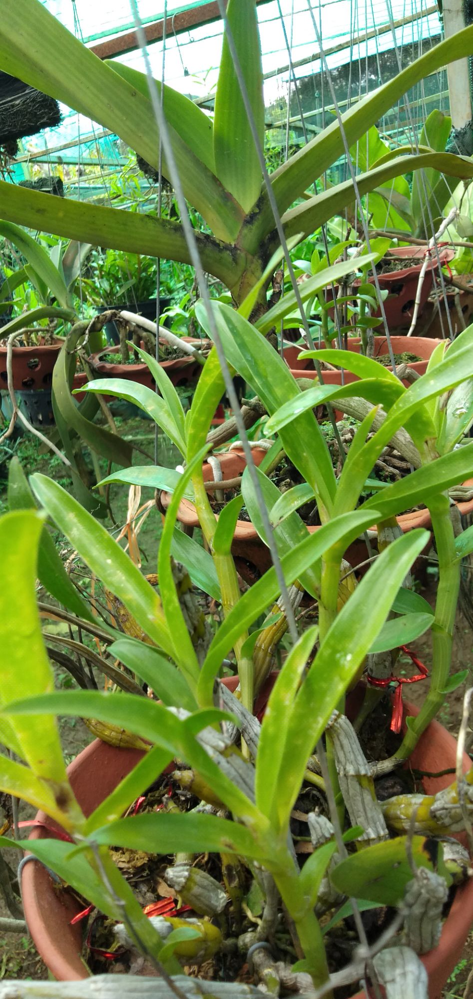 Hoa lan Kim điệp xuân