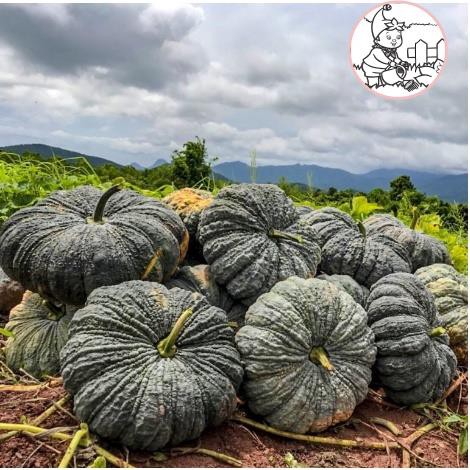 HẠT BÍ ĐỎ DA CÓC F1 - GÓI 2 GRAM