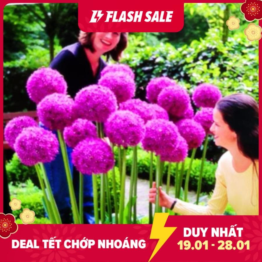 35B Gói 20 hạt giống hành hoa tím nở hoa quanh năm kéo dài 2-3 năm