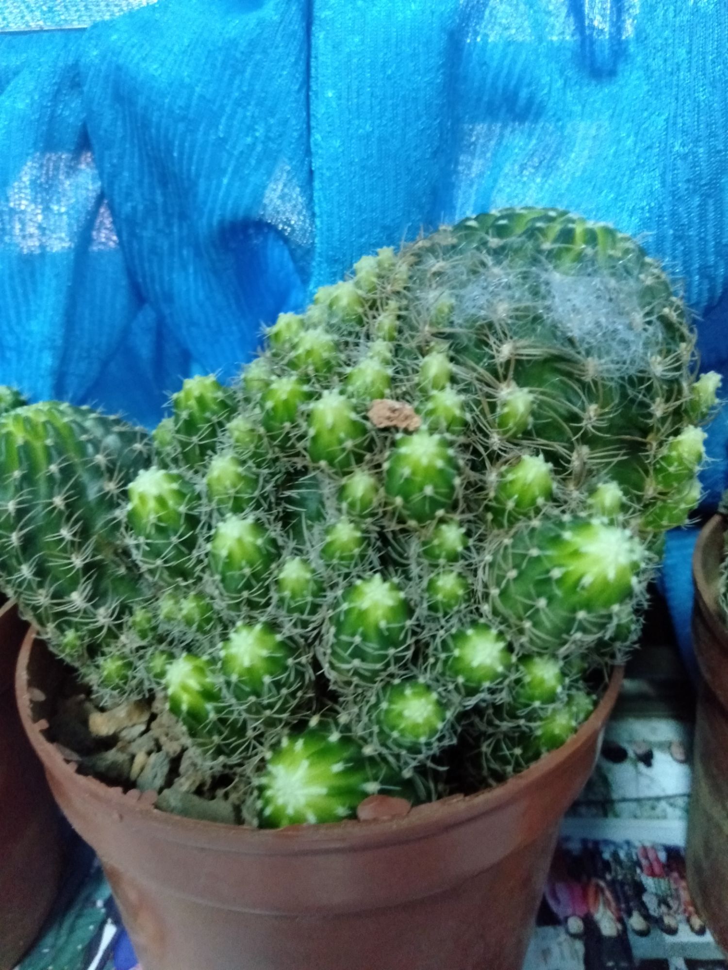 xương rồng Lobi cả chậu
