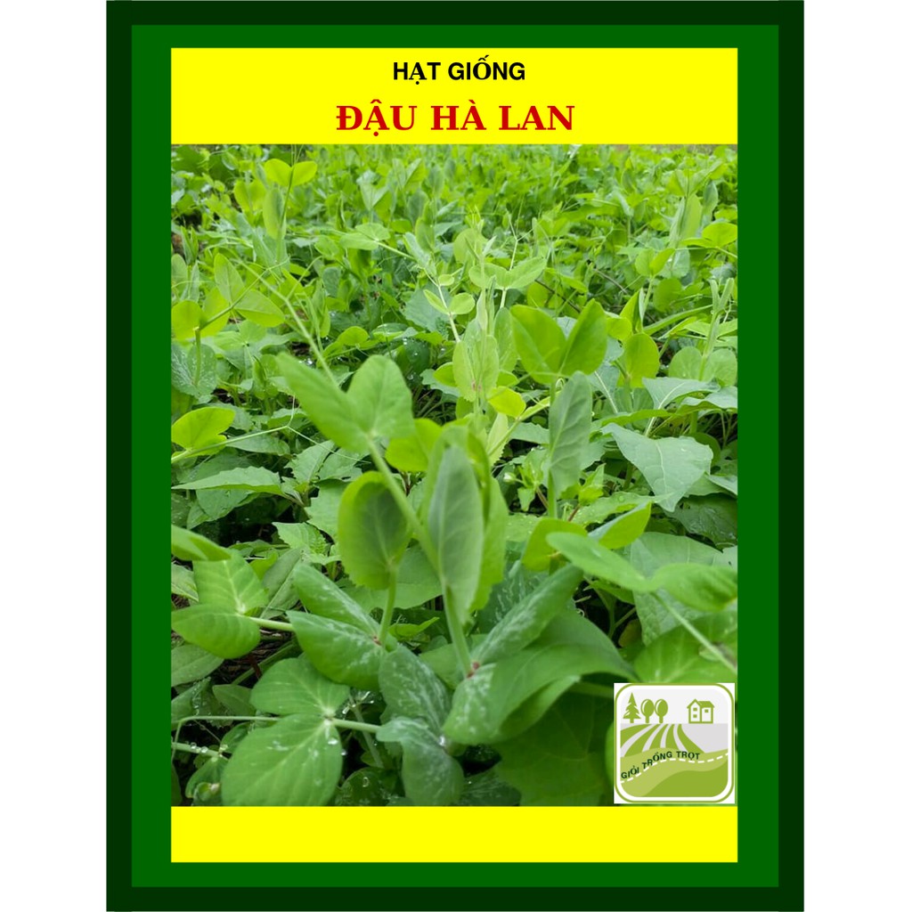 Hạt Giống Đậu Hà Lan 50 Gram