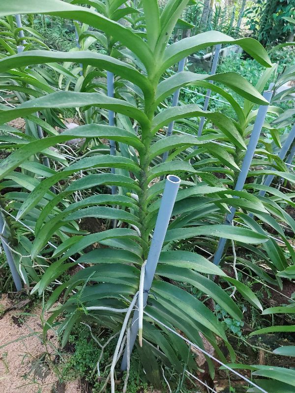 Hoa Lan Mokara