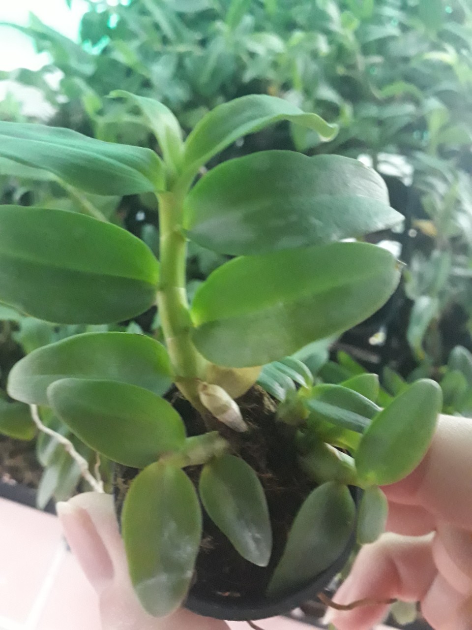Phi điệp mắt đỏ hàng giống