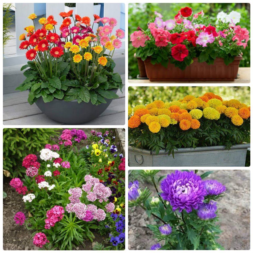 Combo 5 gói hạt giống hoa – 5 loại hoa dễ trồng – tặng 1 phân bón