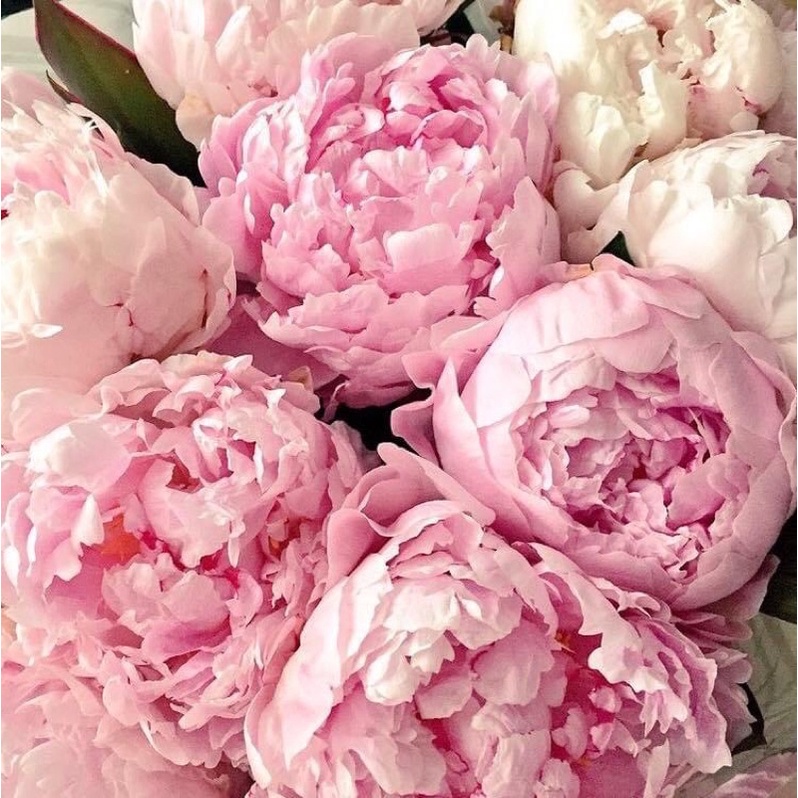 (Vial 1.5ml) Mẫu thử nước hoa Jo Malone Peony&Blush