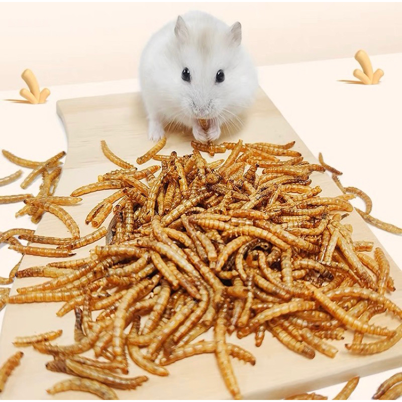sâu Super worm size trung dành cho hamster , chim, nhím,.. - T3 PETS SHOP