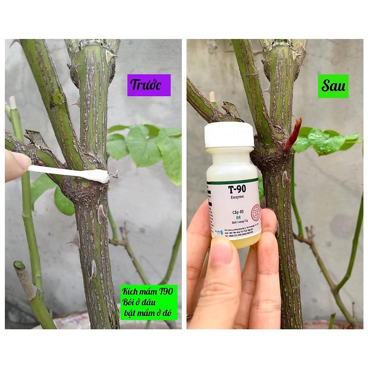 Enzyme T90 Siêu Kích Mầm. (chai=15g)