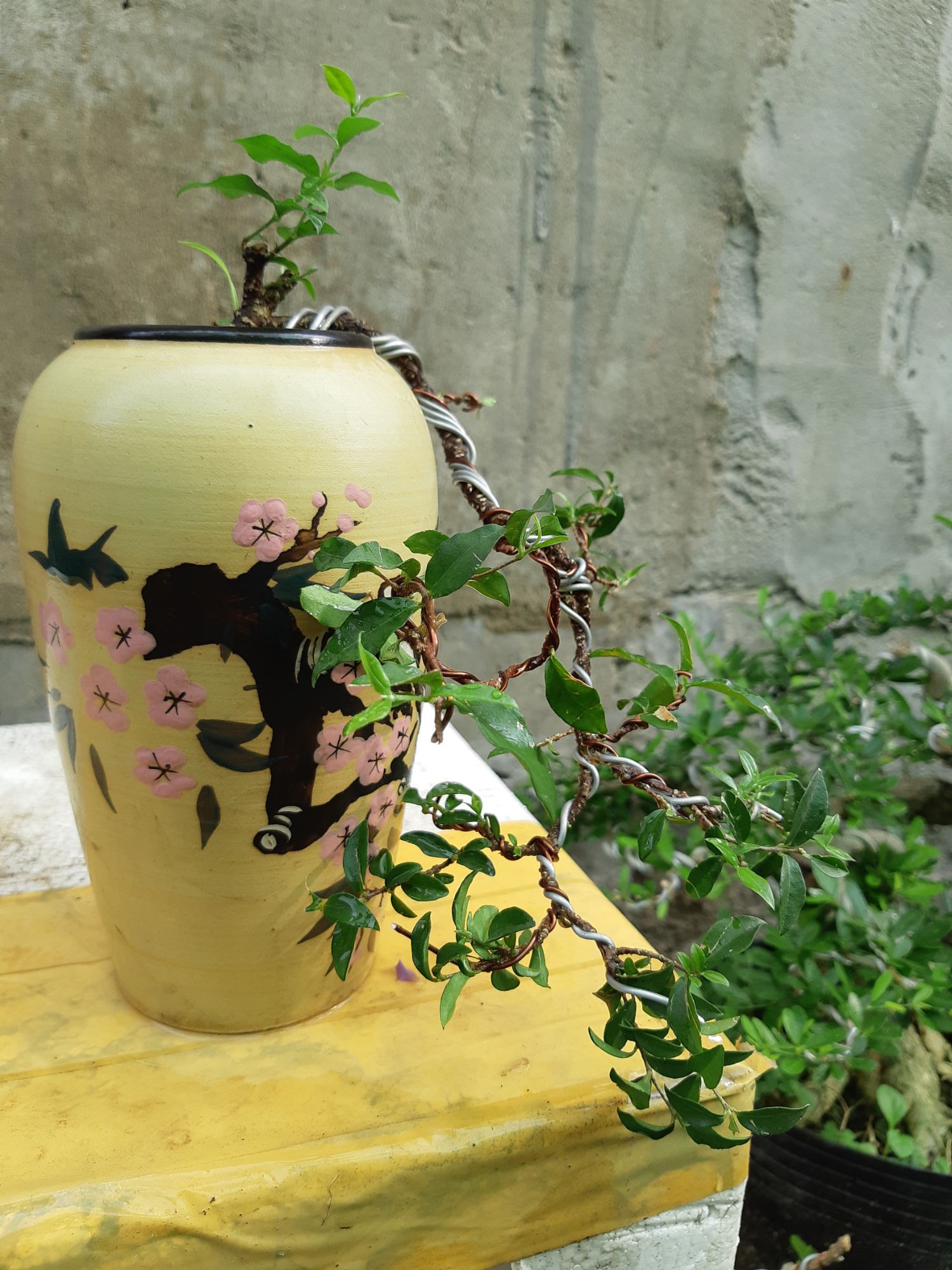 mai hồng ngọc bonsai CHẬU KIỂU