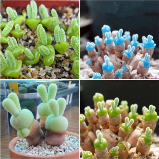 Combo Thỏ : 02 gói hạt giống ( 1 gói Cỏ Đuôi Thỏ và 1 gói Cây Tai Thỏ mix )