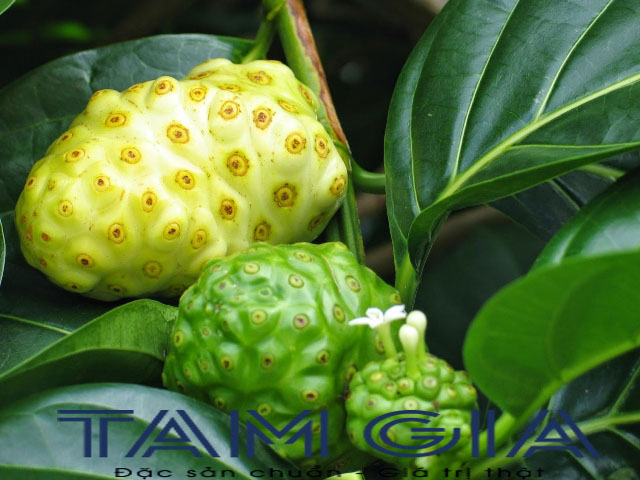 Trái nhàu tươi sấy khô ( túi zip 300 g)