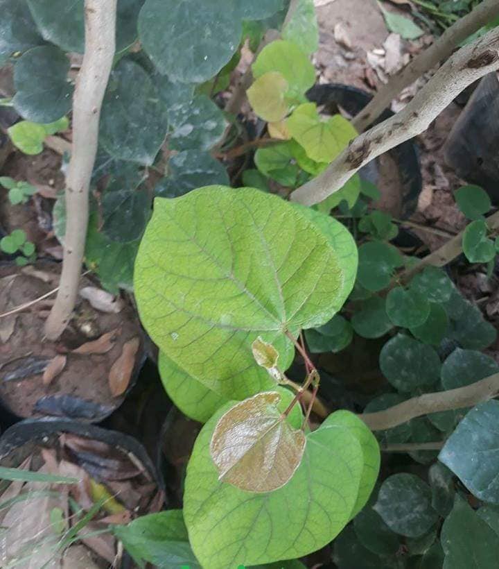 Giống cây hoa hạnh phúc