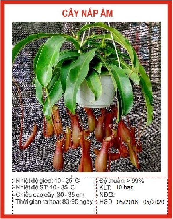 Hạt Giống Cây Bắt Mồi Nắp Ấm  - Gói 10 hạt