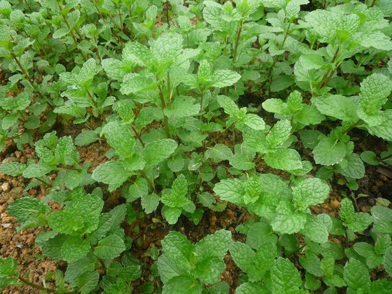 Hạt Bạc Hà Âu Húng Lũi - Gói 0.2 Gram